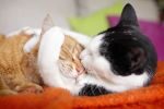 We Love Cats - Nós amamos Gatos